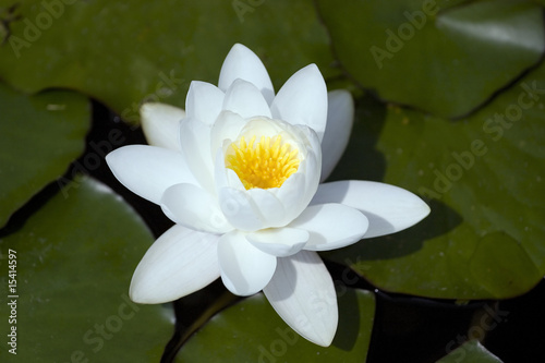 Very nice water lily  white flower