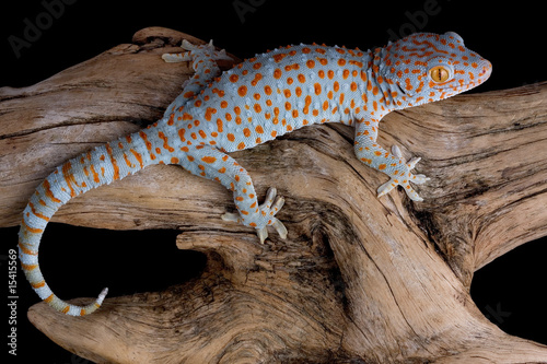 Crawling tokay gecko