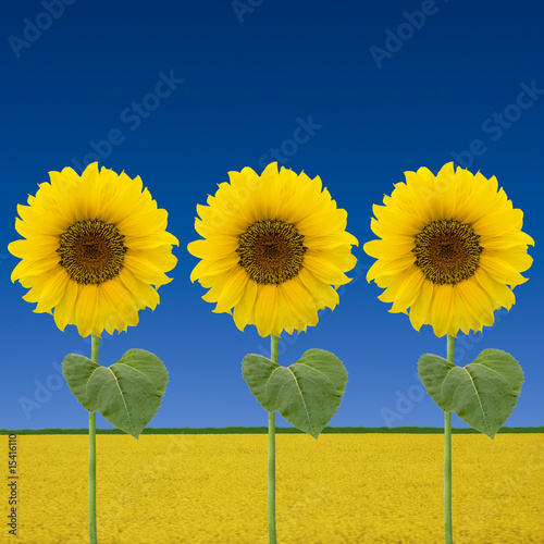 Sonnenblumenfeld