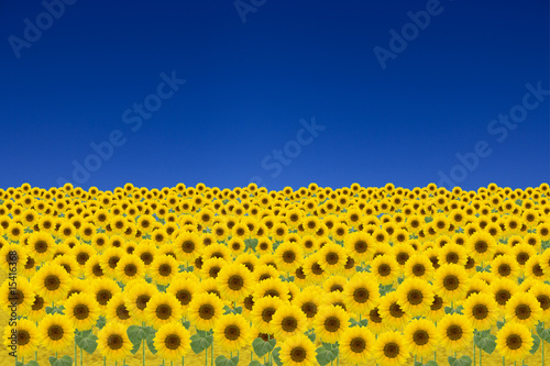 Sonnenblumenfeld