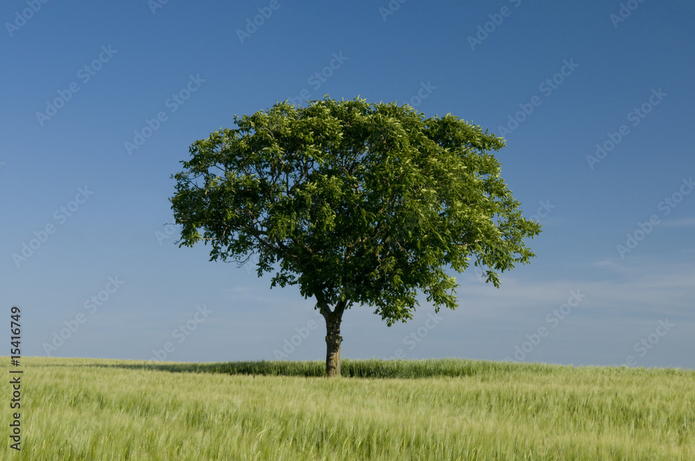 Arbre seul 3882 Arbre seul 3882