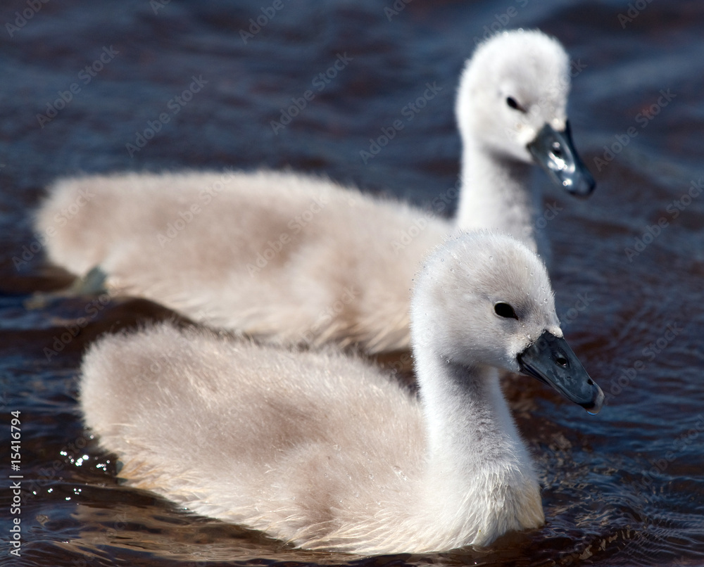 Two Baby Swans Two Baby Swans