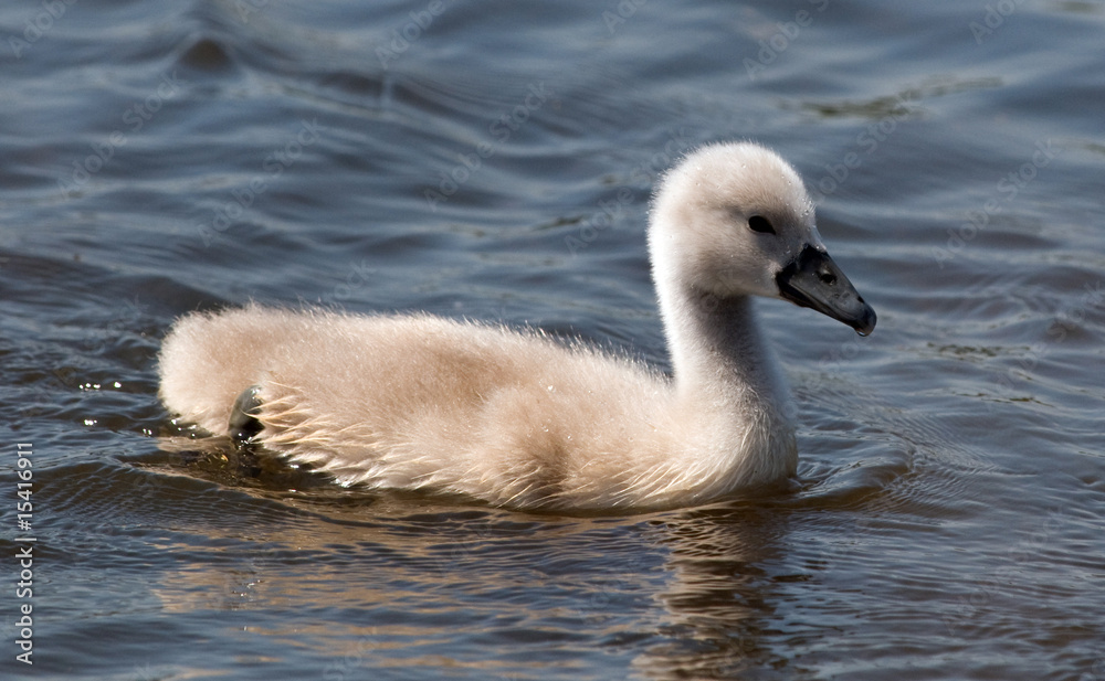 Fluffy Baby Swan