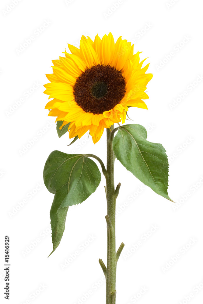 Naklejka premium sunflower