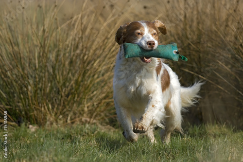 Epagneul Breton Apport Jagdhund