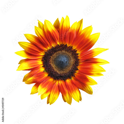 Fototapeta Naklejka Na Ścianę i Meble -  Vivid Sunflower