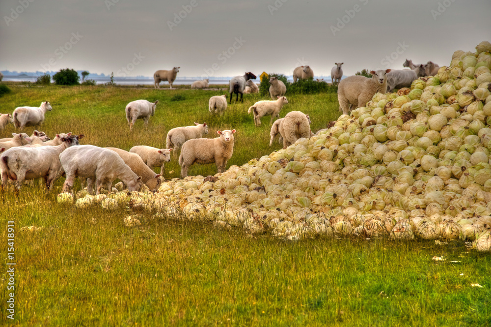 Fototapeta premium sheep and cabbage