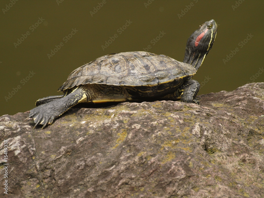 Tortuga estirando su cabeza en jardin japones Tortuga estirando su cabeza en jardin japones