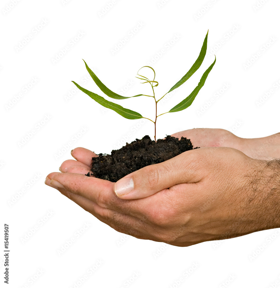 A sprout in palms as a symbol of nature protection A sprout in palms as a symbol of nature protection
