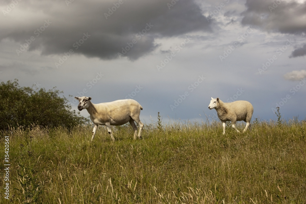 sheep in grassy field sheep in grassy field