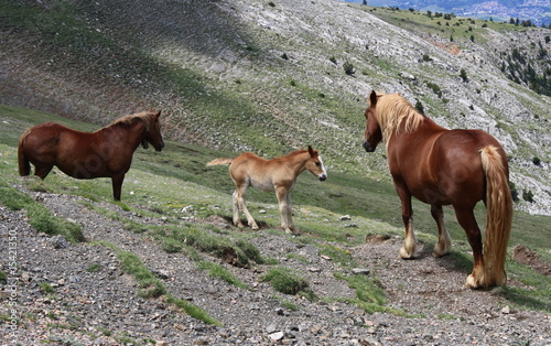 two horses with foal