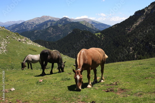 wild horses grazing in Pyrenees