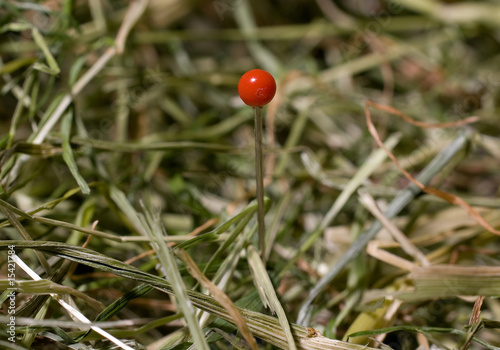 berühmte Stecknadel im Heuhaufen photo