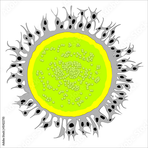 Bacteria (ras_3)