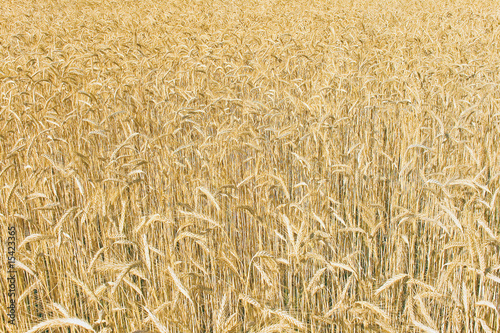 Wheat