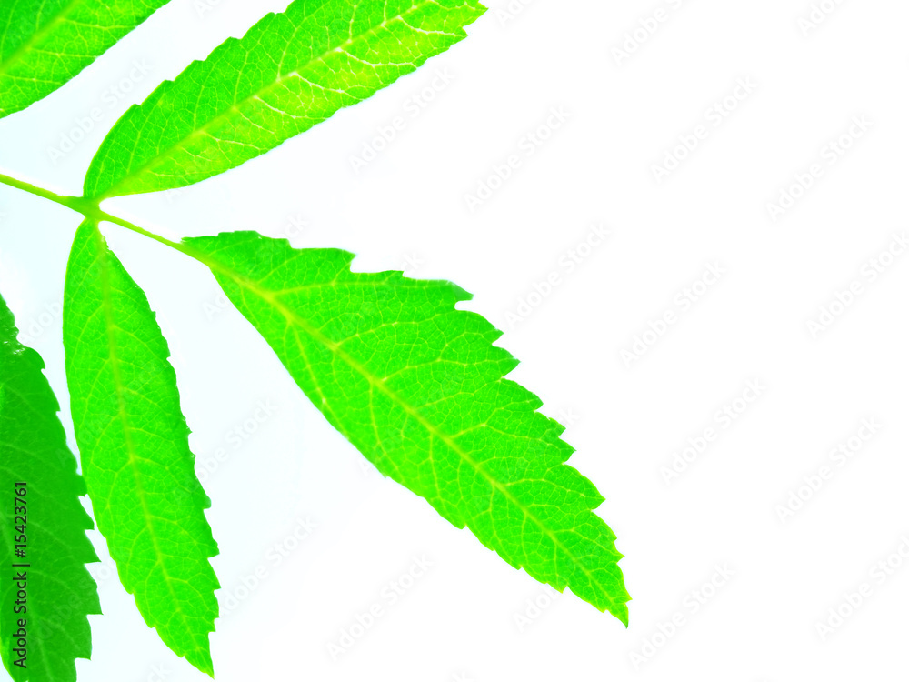 green leafs and bright light green leafs and bright light