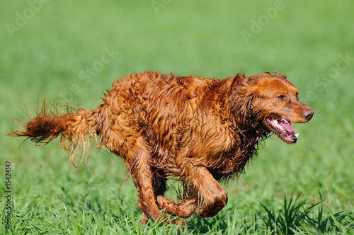 Golden retriever corriendo sobre la hierba 2 photo