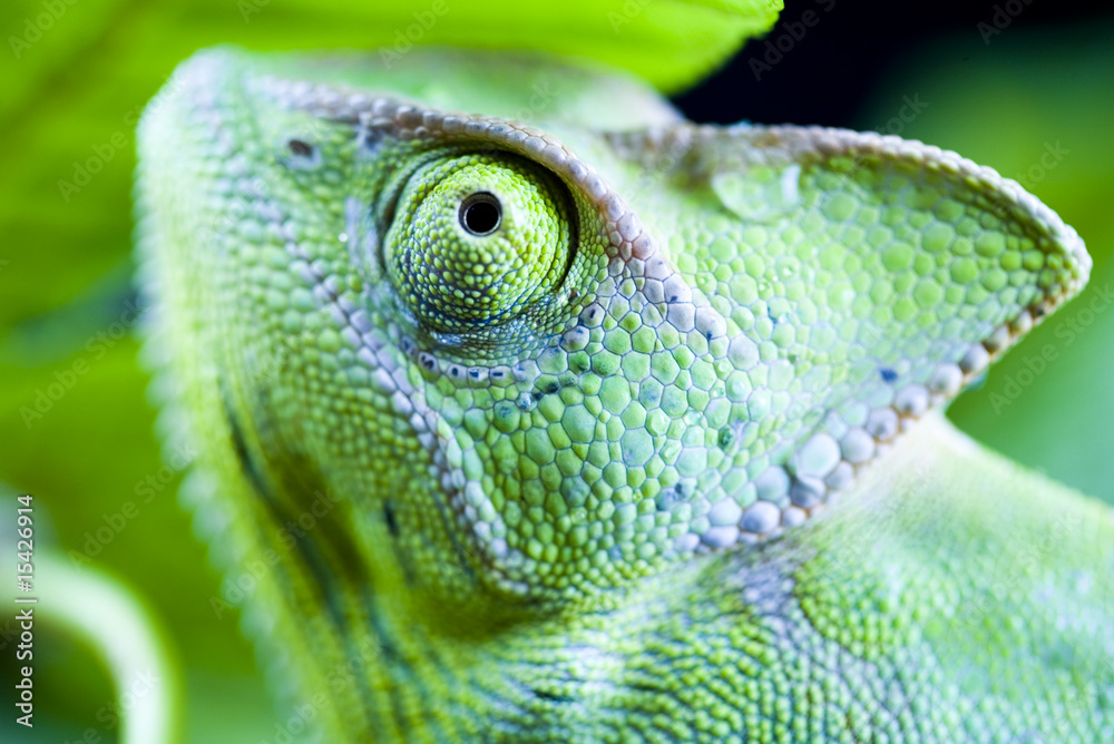 Fototapeta premium Lizard