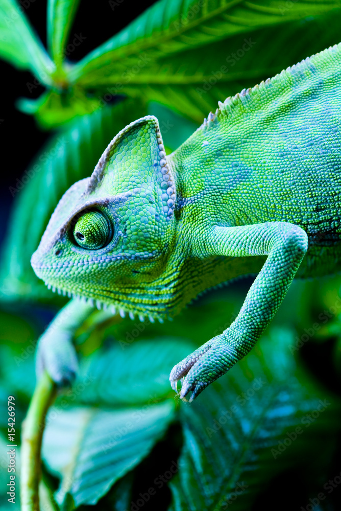 Obraz premium Zielony kameleon