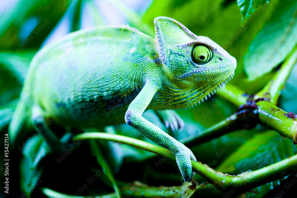 Fototapeta premium Chameleon on the leaf