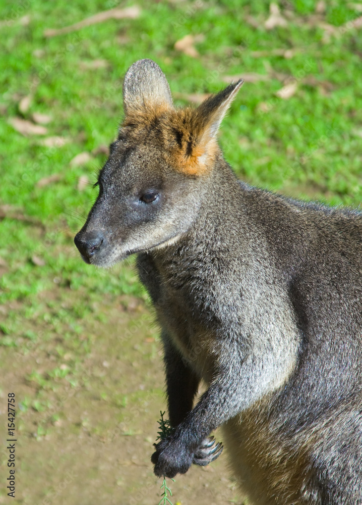Swamp Wallaby Swamp Wallaby