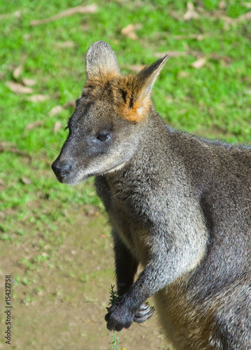 Swamp Wallaby