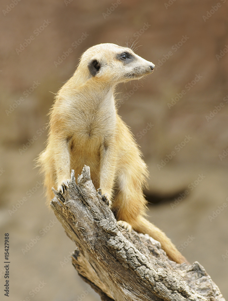 Fototapeta premium Meerkat on Trunk