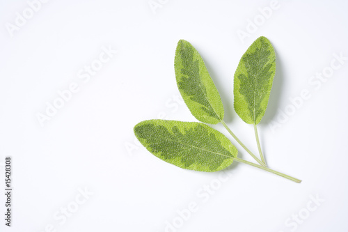 Bild auf Leinwand Green Sage