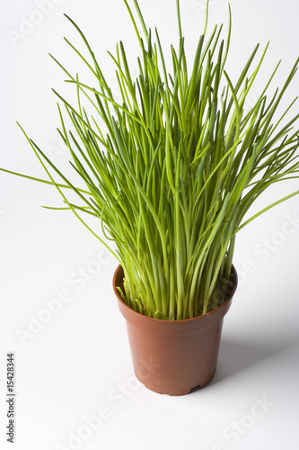 Pot of chives