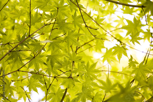 Closeup leaf © Sebastian Duda