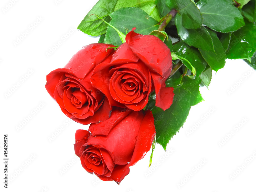 Fototapeta premium Beautiful three red roses isolated on white background.