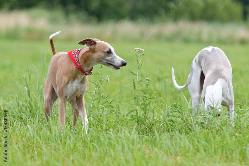 Zwei Hunde auf der Wiese