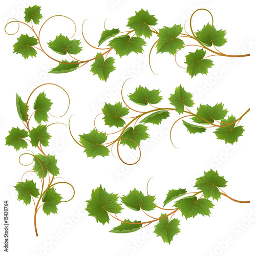Set from vine on a white background