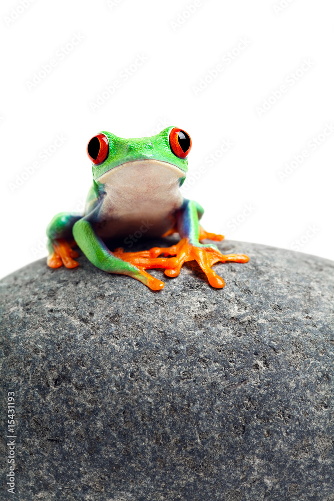 Fototapeta premium frog sitting on rock isolated on white