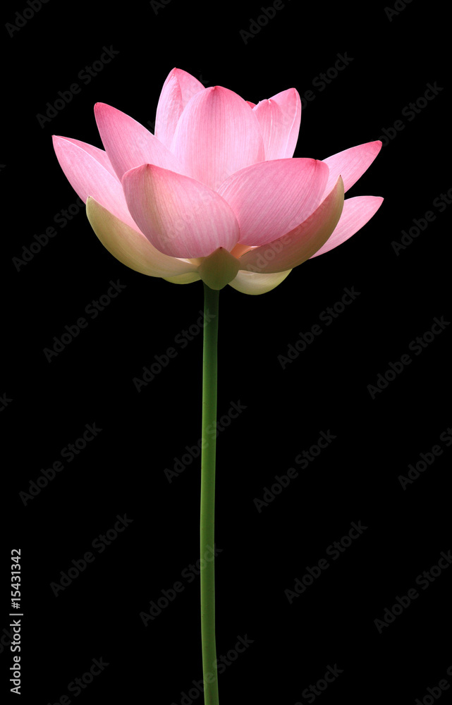 Fototapeta premium ハス(タテ)