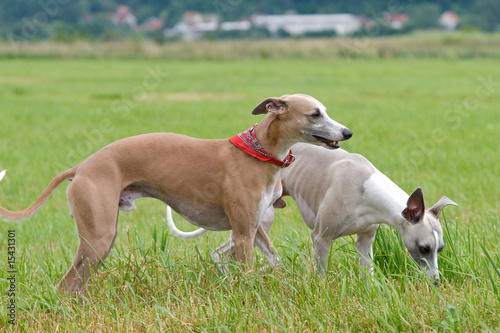 Zwei Windhunde