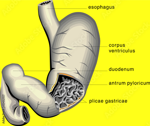 Stomach medical diagram