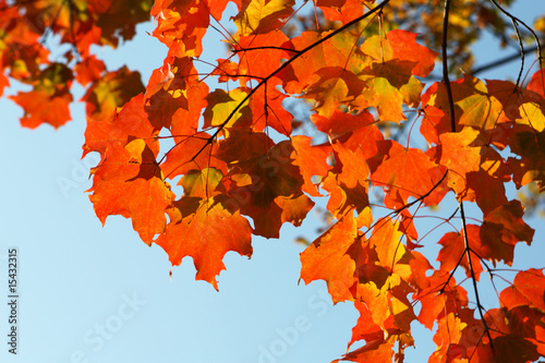 Autumn maple leaves