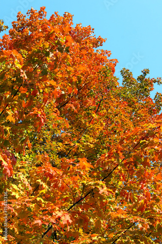 Bright autumn tree