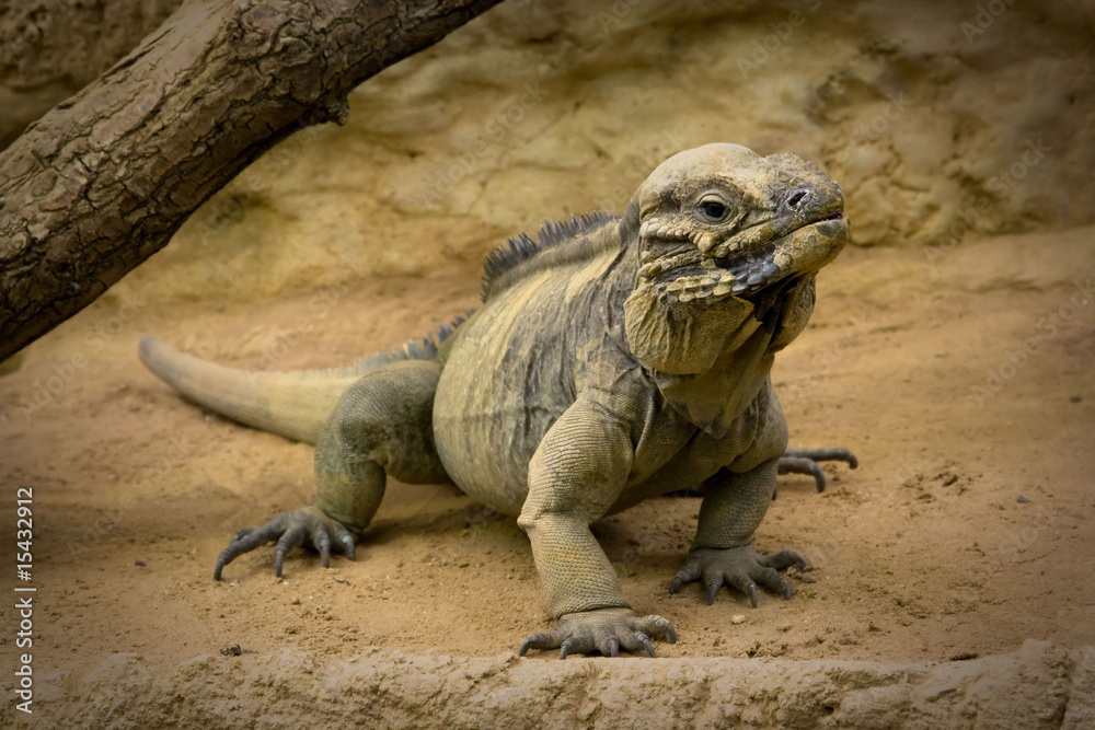Dragon Dragon