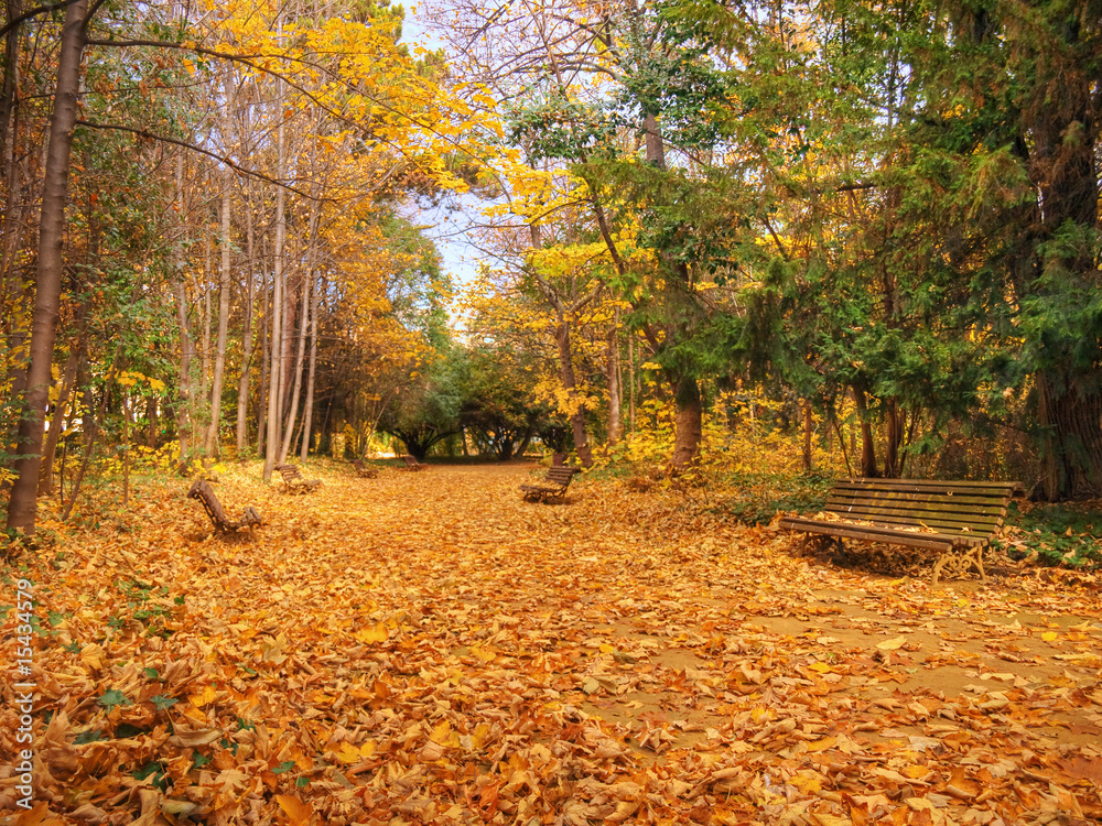 Vivid Autumn colors in the park