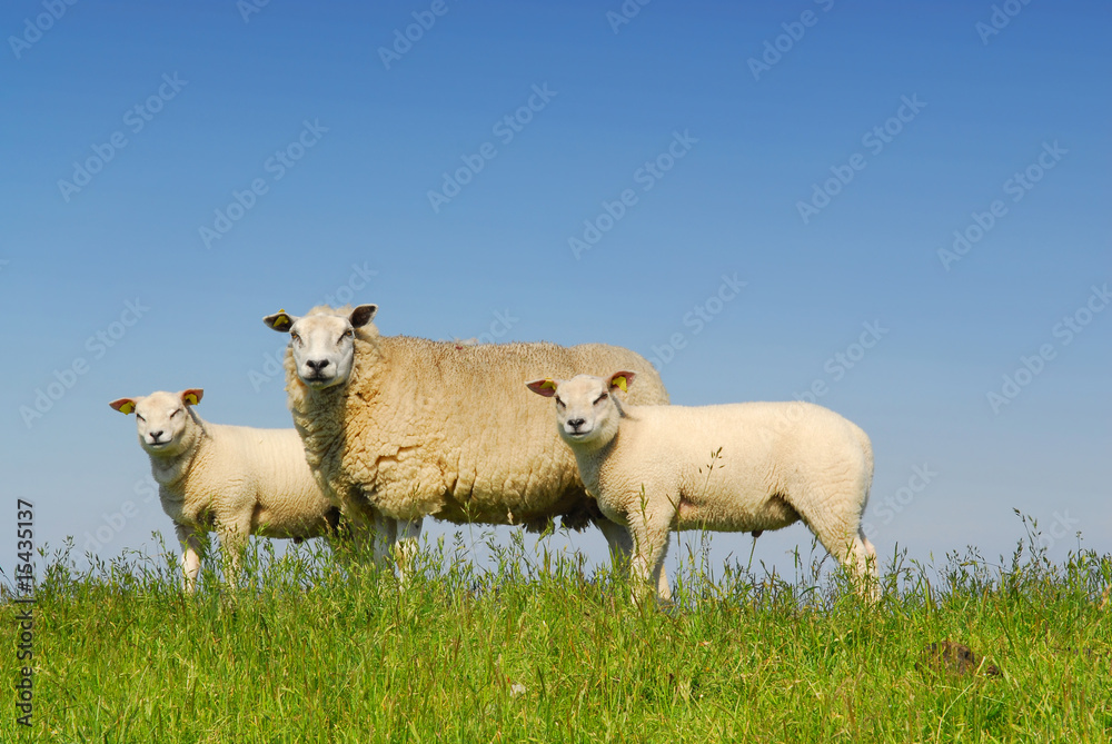 Fototapeta premium 3 sheep