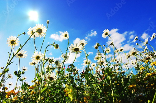 daisy flowers in summer