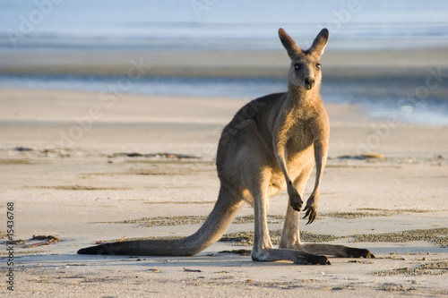 Kangaroo