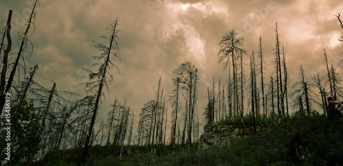 scorched forest © Victor zastol'skiy