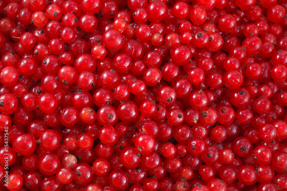 red currant red currant