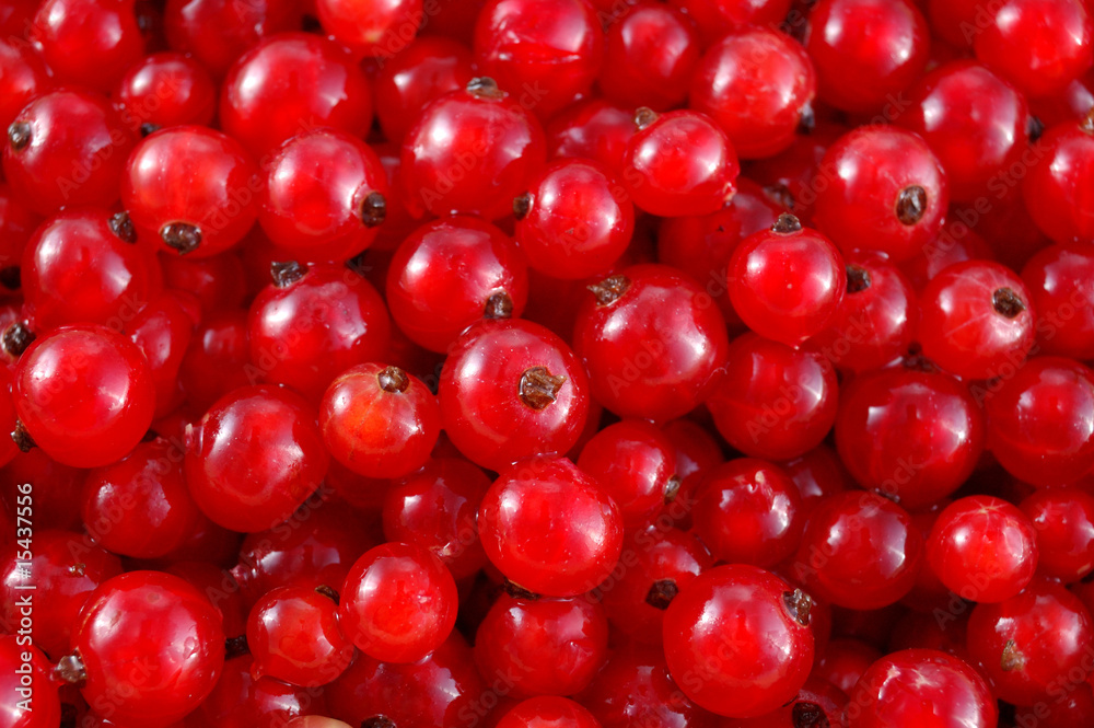 red currant red currant