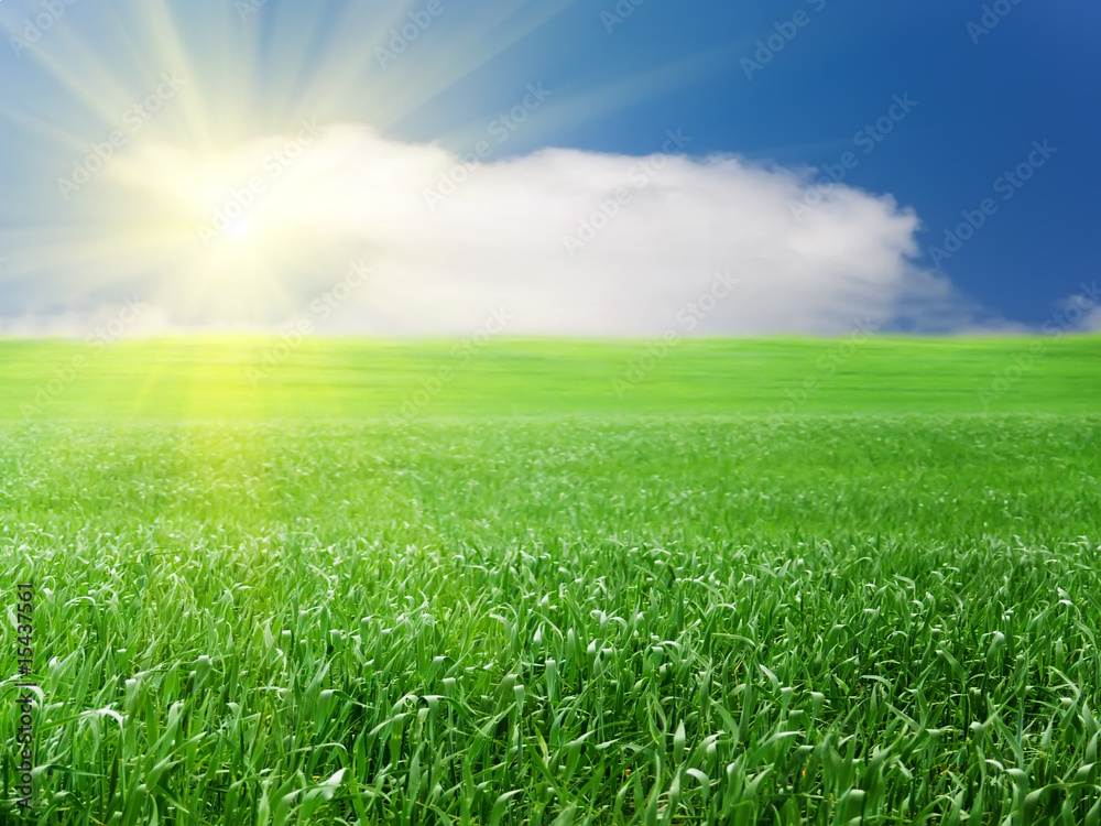 Obraz premium Field wheaten