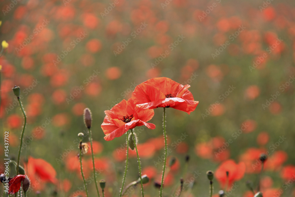 Fototapeta premium Mohnblumen nahe Karlow - Polen