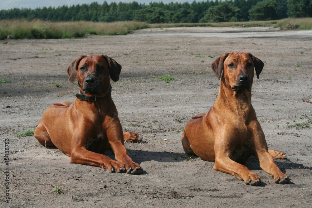Two proud South African Lion hound dogs Two proud South African Lion hound dogs